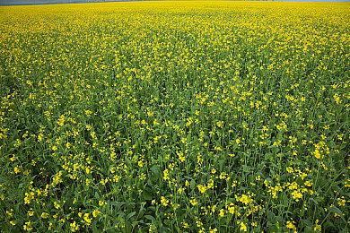 《博德之门3》三号补丁推迟到9月22日 需要彻底测试